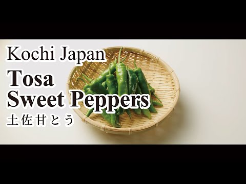 Tosa Sweet Peppers