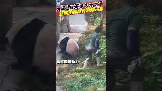 大貓熊被夾手「火大發飆」！怒撲倒飼育員嚇壞遊客#鏡週刊