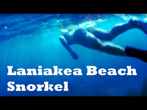 Turtles, a Mermaid, and a Haole Snorkel - HD - Laniakea Beach, Oahu, HI