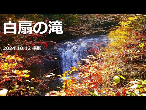 【白扇の滝】「白扇の滝」の紅葉　２０２４