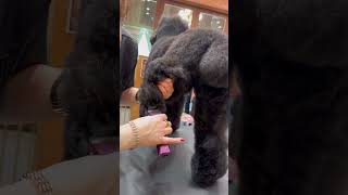 He’s so big! #standardpoodle #doggrooming #poodlegrooming #dogasmr #jessronagrooming #doggroomingvid