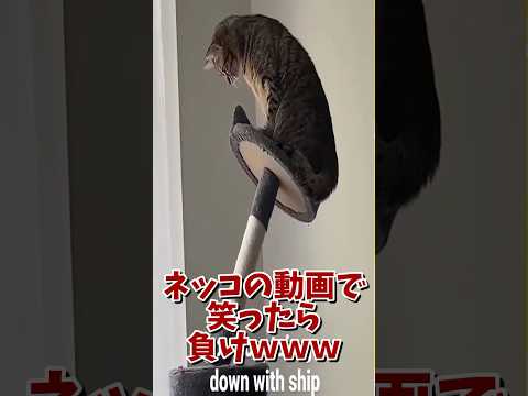 ネッコの動画で笑ったら負けｗｗｗ　#2ch #2ch動物スレ #2ch面白いスレ #動物 #犬 #猫 #癒やし #ねこ