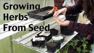 Starting Herbs from Seeds