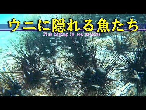 Young fish hiding in sea urchins