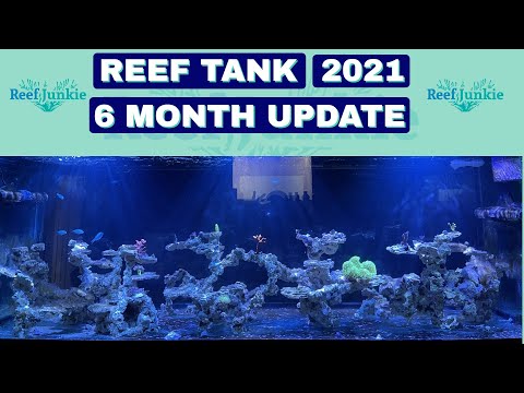 Reef Tank Update (6 Months Later) April 2021