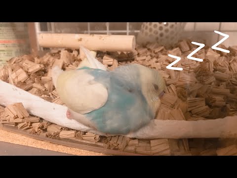 （自己紹介）家に来たばっかなのに家族のアイドルになったインコ