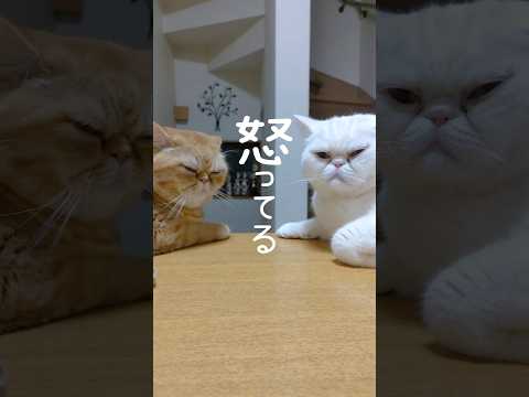 僕達は怒ってるんだよ#猫動画 #エキゾチックショートヘア