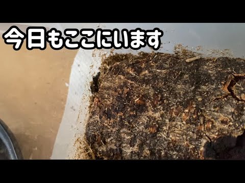 【カブトムシ】#10 土を交換してみた　#カブトムシ #カブトムシ飼育