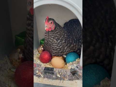 Day 8 Of Giving Things To My Hen! Christmas decorations. #shorts #christmas #chickens #hen #broody