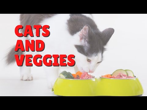 Do Cats Need Vegetables? | Two Crazy Cat Ladies