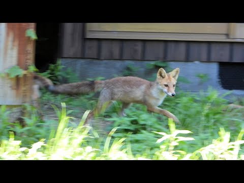 キツネの団欒2024（Foxes having fun）