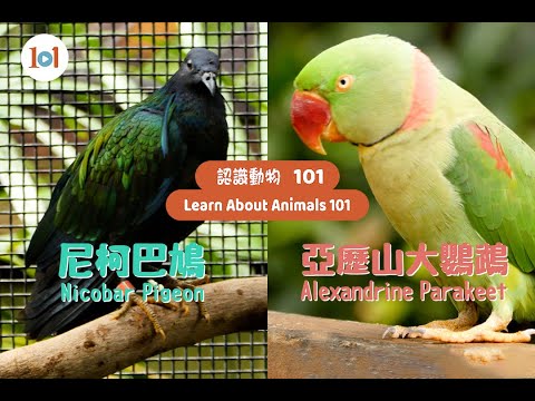 【認識動物101】亞歷山大鸚鵡與尼柯巴鳩【Learn About Animals 101】Alexandrine Parakeet and Nicobar Pigeon