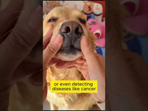 Unbelievable Dog Sense of Smell #dog #doglovers #funny #doglover#shorts