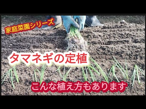 【タマネギの定植】定植の仕方には、色々な方法があります。【家庭菜園シリーズ】