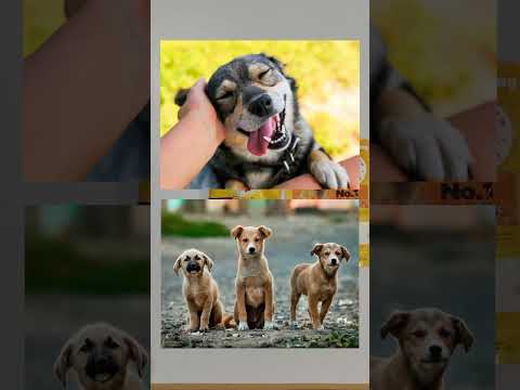 unboxing free sample | ₹0 product | pedigree free sample | #shortvideo | #trending