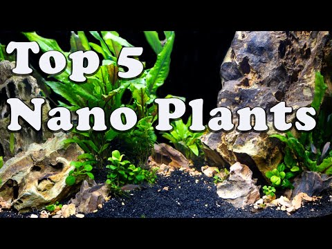 Aquatic Plants By Tank Size SERIES🌿: *FAVORITES* For Aquariums LESS Than 5 Gallons!