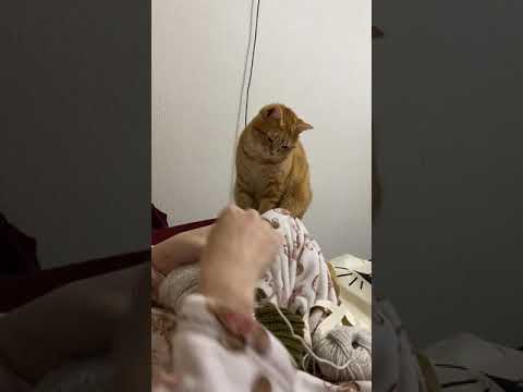 【ねこ動画】可愛く編み物のジャマをしてくる