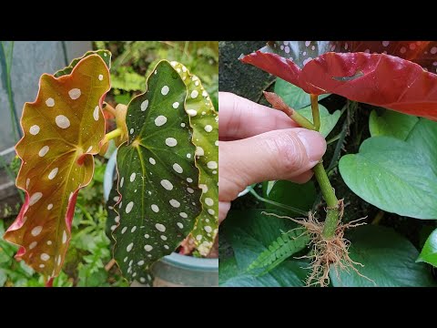 How to grow Begonia plant from cuttings