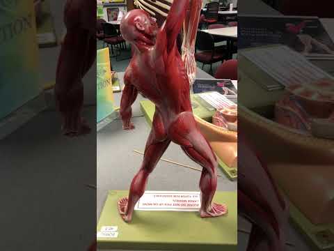 Muscle Man – Posterior View  (Anatomy & Physiology I: BIO)