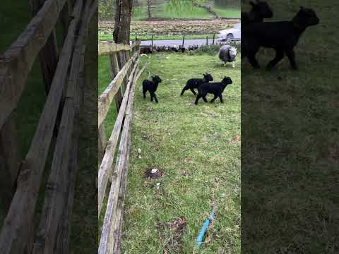 Awwww. #lambs #cute #tasty #mintsauce #baabaablacksheep #blacksheep #sheepshort #lakedistrict