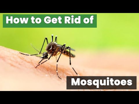 Say Goodbye to Mosquitoes: How to Get Rid of Them in Your Yard!