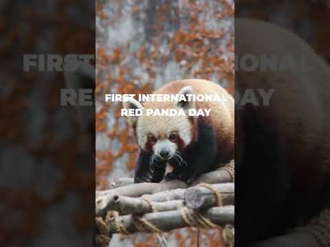 International Red Panda Day | #shorts