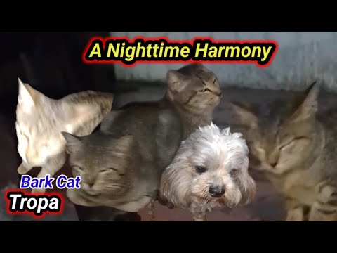 "Whiskered Wonders and Wagging Tails: A Nighttime Harmony"