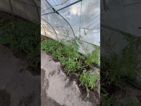 Today on the Homestead: Colorado Greenhouse Garden Update | High Altitude Gardening #shorts