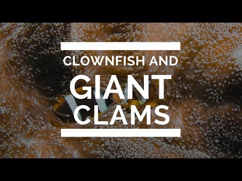 Clown fish on AquaQuest