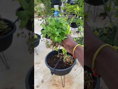 How to grow mint from cuttings