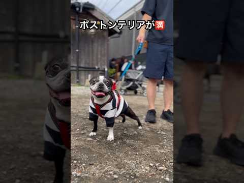 楽しいポップアップストア♡10/27　#ボストンテリア #bostonterrier #dog #dogshorts