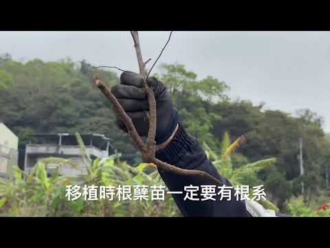 紅棗根蘖苗繁殖法