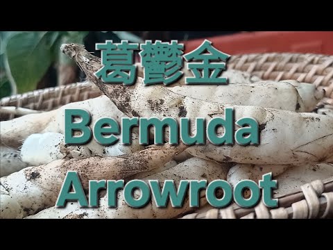 葛鬱金 Bermuda Arrowroot