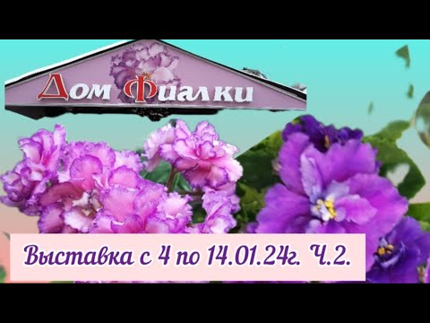 *Фиалки -24* Выставка в Доме ФИАЛКИ 04 -14 января 2024г. (Москва)Часть 2. #выставкафиалок #домфиалки