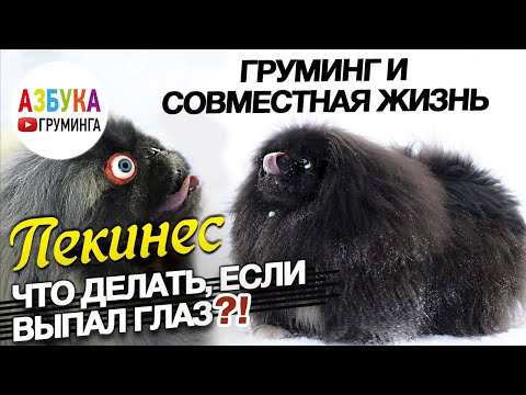 Пекинес. Груминг и совместная жизнь. Что делать, если выпал глаз?