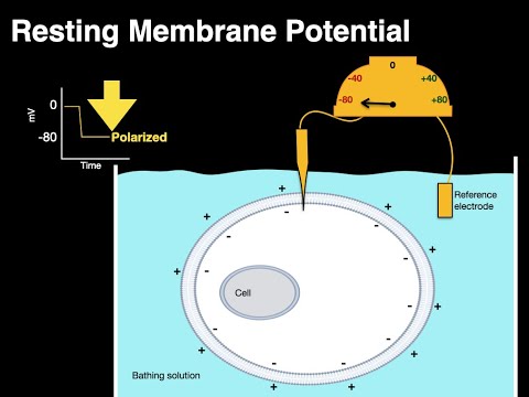 Resting membrane potential