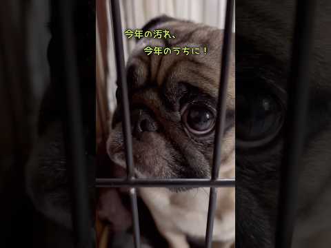 キレがちなドンを今年最後の日、お風呂にいれるよ🐒‼️#パグのいる家#パグのお風呂#pug