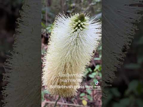 Bottlebrush grass tree