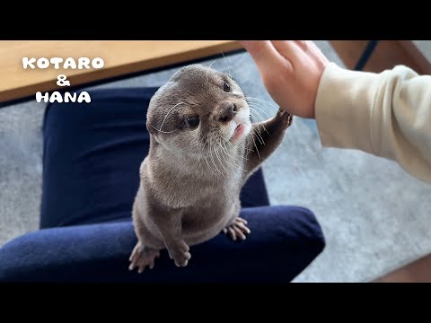 Handsomest Otter Shows Us How to Look Sharp