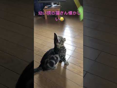 #ねこのいる暮らし #ねこ動画 #cat