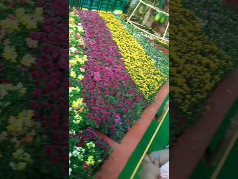 25 January 2023 Lalbagh Flower Show #lalbaghflowershow