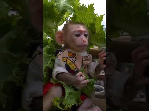 Cute baby monkey 🐒 #cute #cutebabies #cutebaby #monkey #babymonkey #