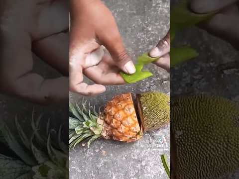 Amazing Gardening Hack jackfruit and pineapple graft on one tree use of cocacola