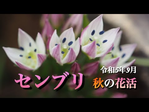 【秋の花】センブリ　ようやく咲き始めた自生のセンブリを見てきました