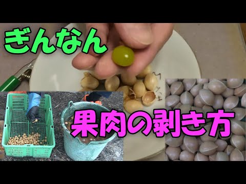 【銀杏】ぎんなん果肉の剥き方