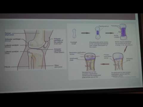 Types of bones, part 1.