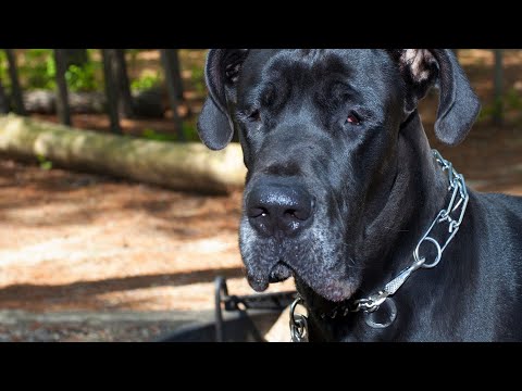 The Fascinating World of Great Dane Genetics