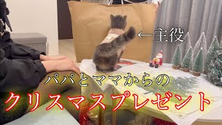 パパとママからクリスマスプレゼントをもらった猫の反応がこちらです