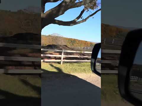 Just a leisurely cruise on a warm fall Vermont day during foliage season #Leaves #Foliage #Vermont