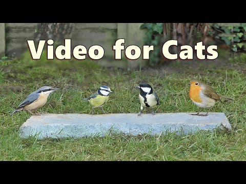 Cat TV ~ Videos for Cats to Love Birds